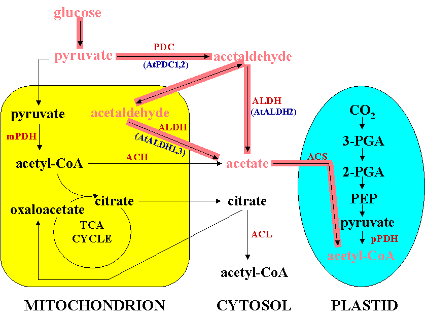 Schnable Lab Research diagram basil plant 