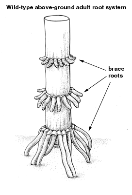 Wild-type above-ground adult root system