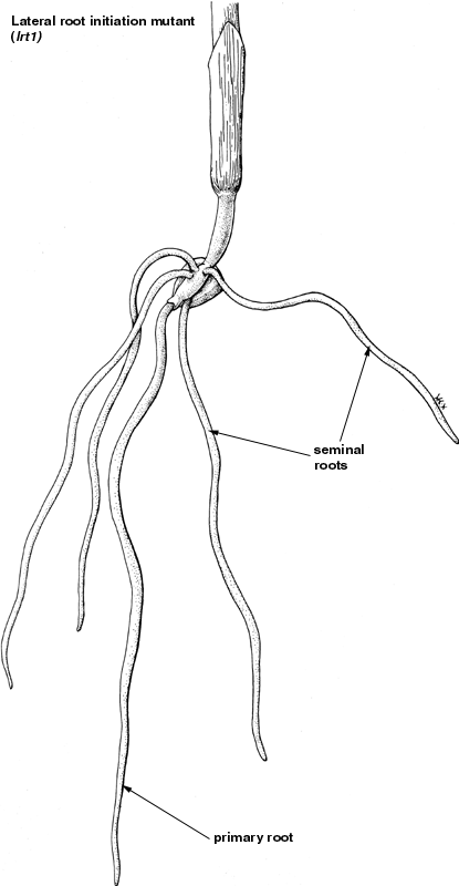 Lateral root initiation mutant